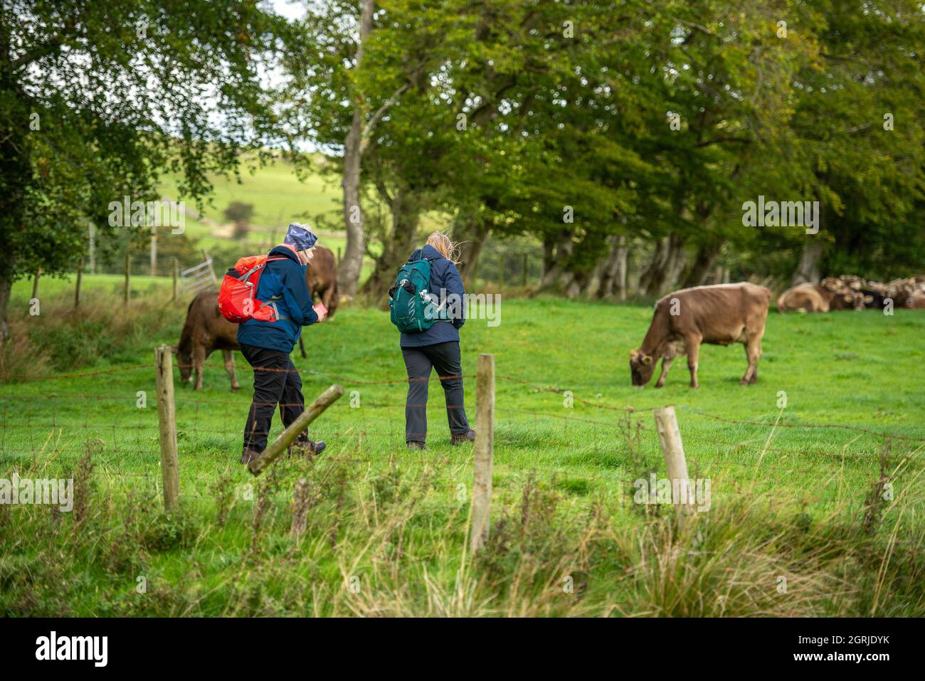 Whitewell, Clitheroe, Lancashire, UK. 1st Oct, 2021. Ramblers walking through a field of Brown Swiss cows enjoying fine weather on the first day of October before a predicted unsettled weekend, Whitewell, Clitheroe, Lancashire, UK. Credit: John Eveson/Alamy Live News Stock Photo