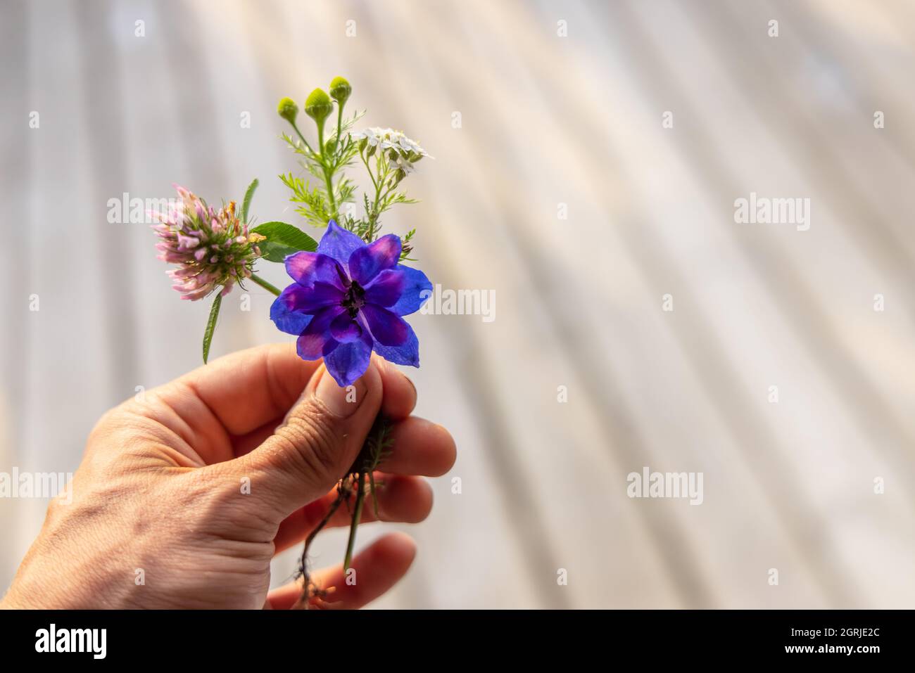 A detailed shot of a hand of a person, holding a beautiful plucked flower, purple and pink in shades, some flower buds can also be seen. Stock Photo