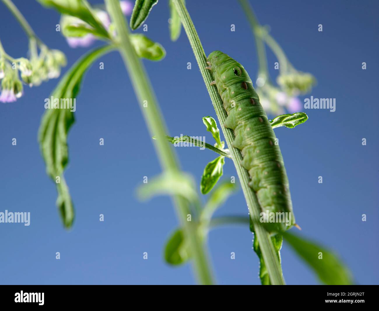 Green Caterpillar On The Plant Stock Photo Alamy