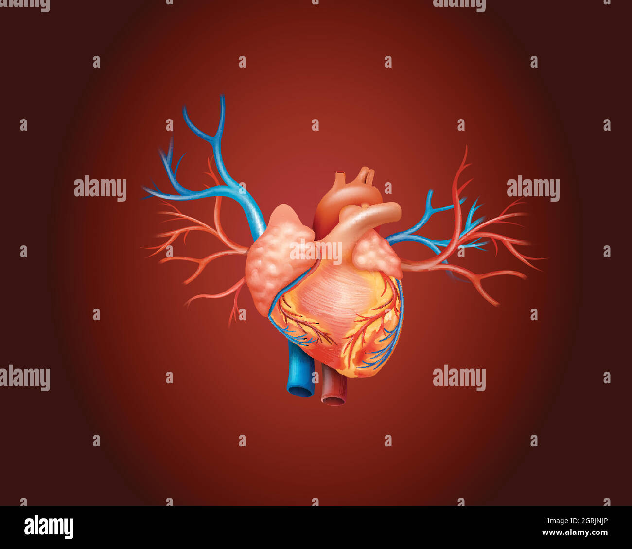 Diagram showing human heart Stock Vector