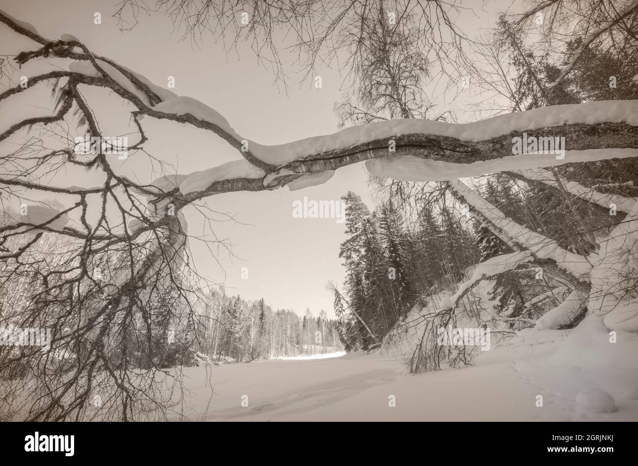 falling tree in an winter landscape Stock Photo