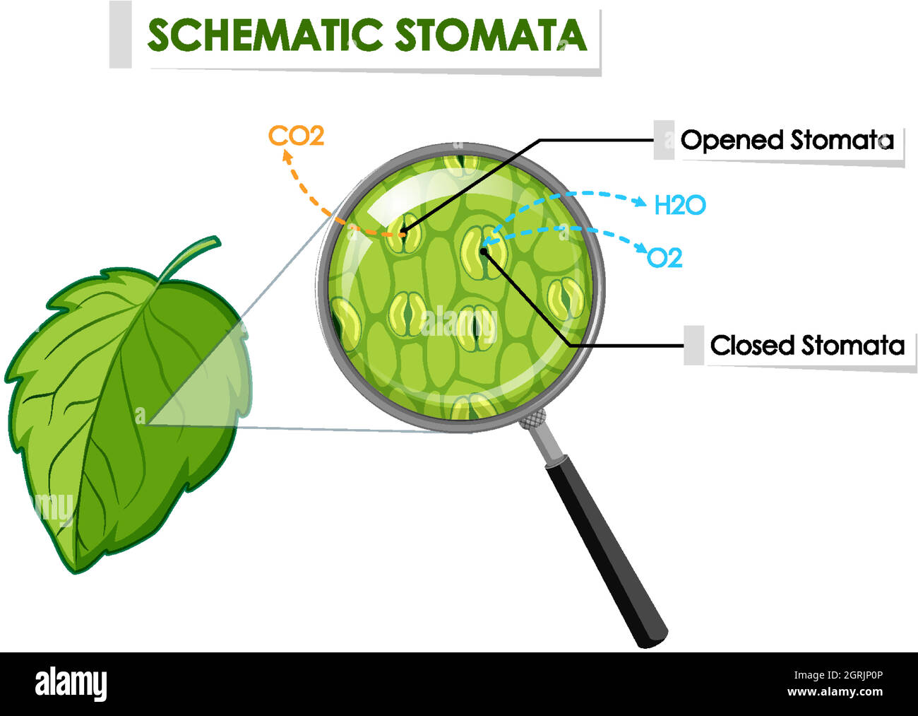 Diagram showing schematic stomata on leaf Stock Vector