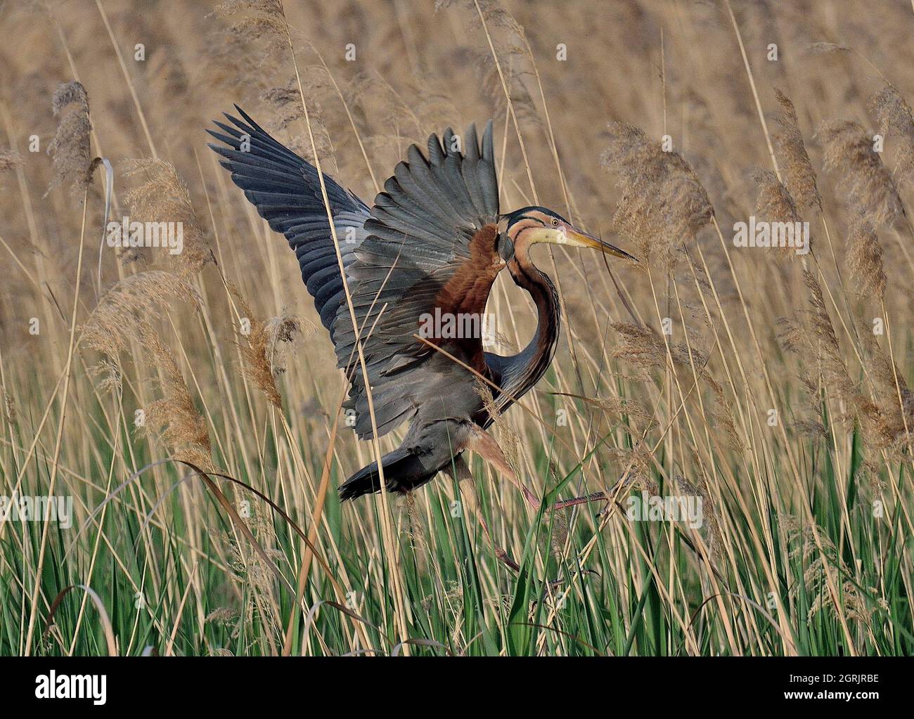 Close-up Of Bird Flying In Grass Stock Photo