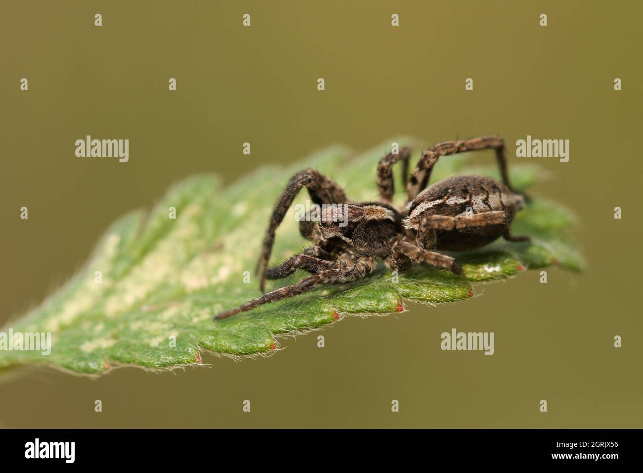 A hunting Wolf Spider, Alopecosa accentuata, also known as Easter Fox Spider, on a leaf. Stock Photo