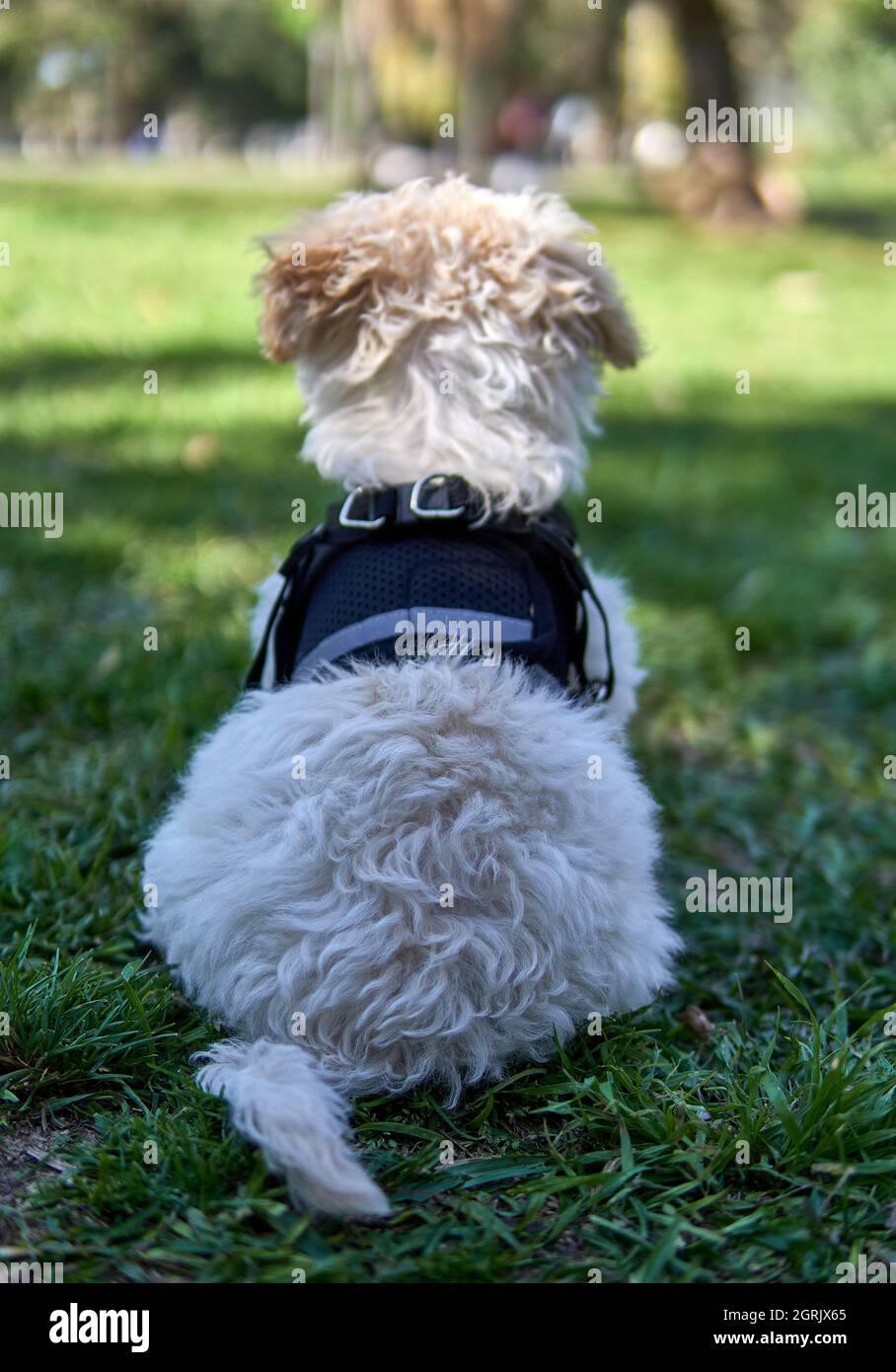 toy poodle harness