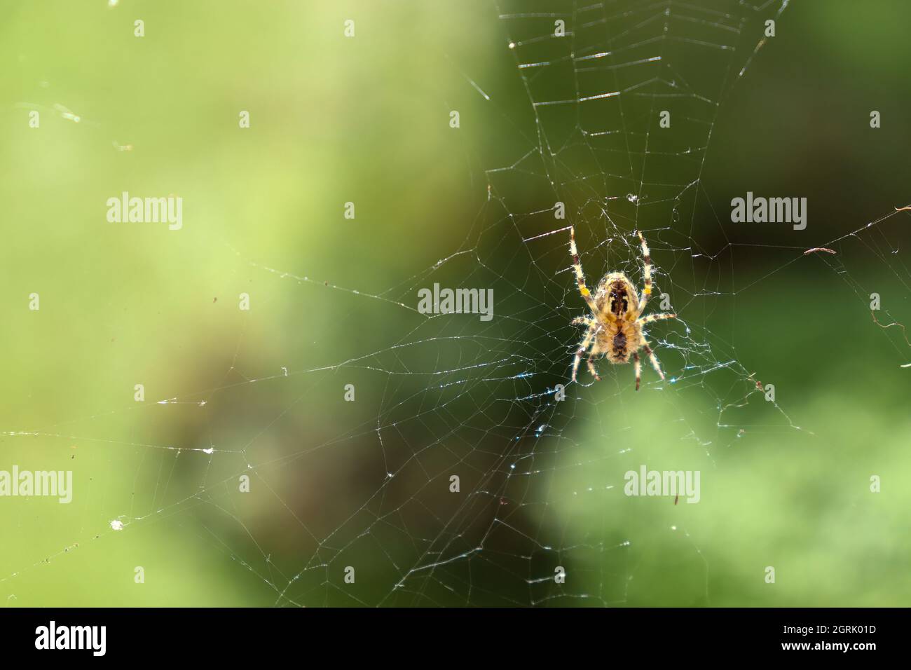 Spider in the web - Spinne im Netz Stock Photo