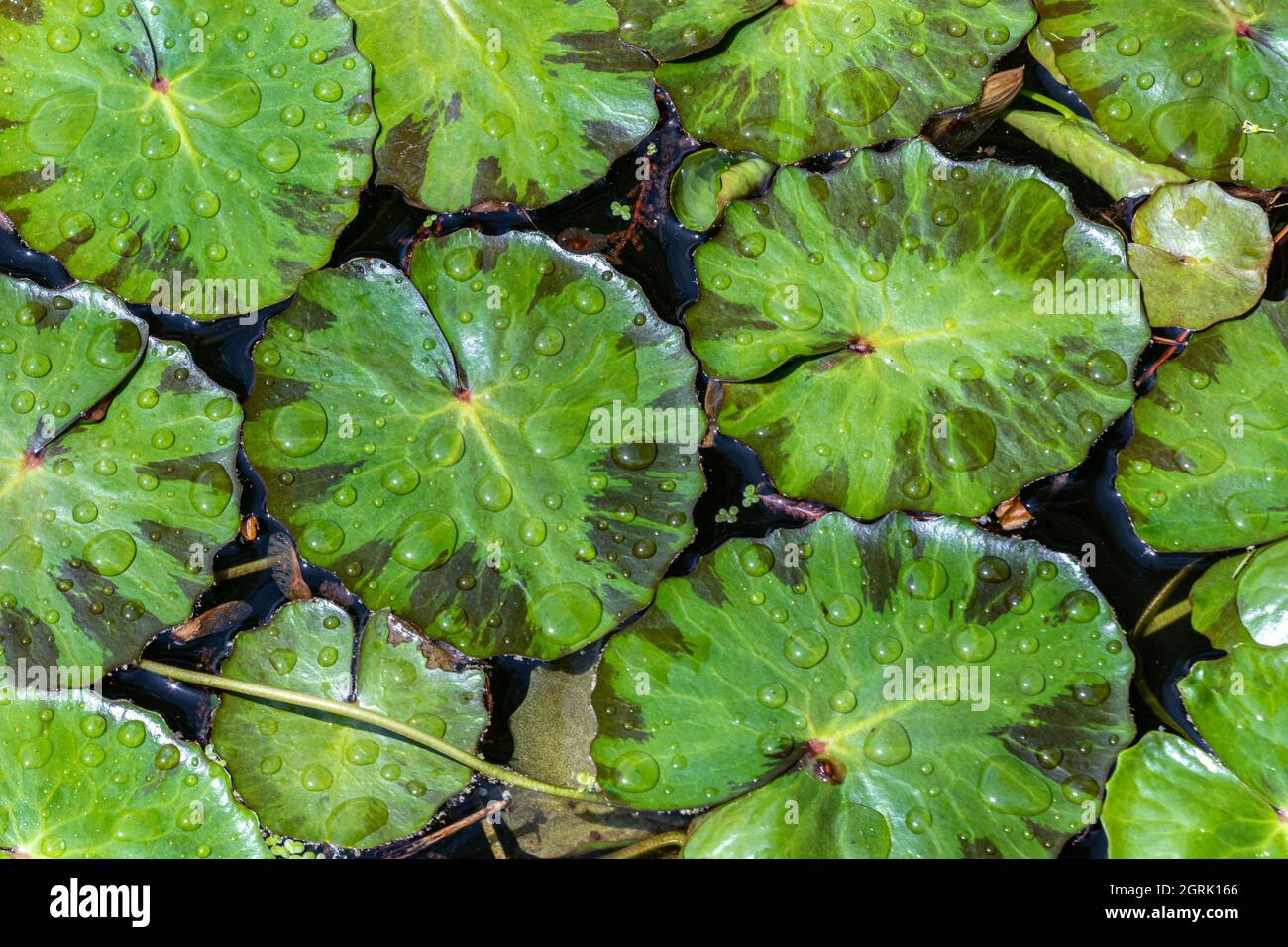Closeup of lily pads, floating in pond. Covered in raindrops. Missouri Botanical Garden, St. Louis, Missouri, USA. Stock Photo