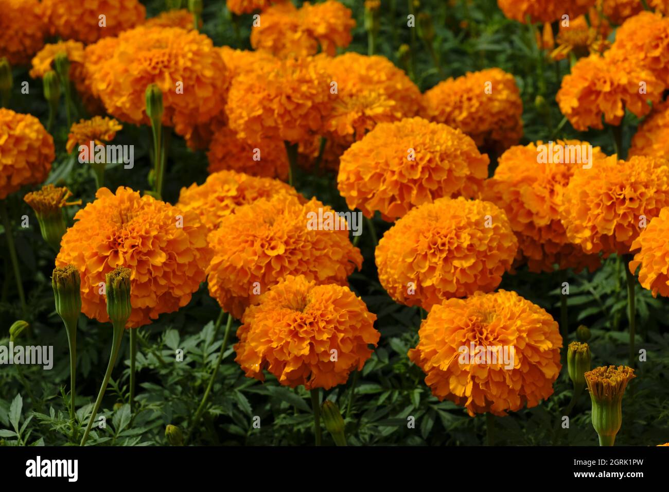 Closeup of beautiful yellow-orange marigold flower, Shot inside a nursery Stock Photo