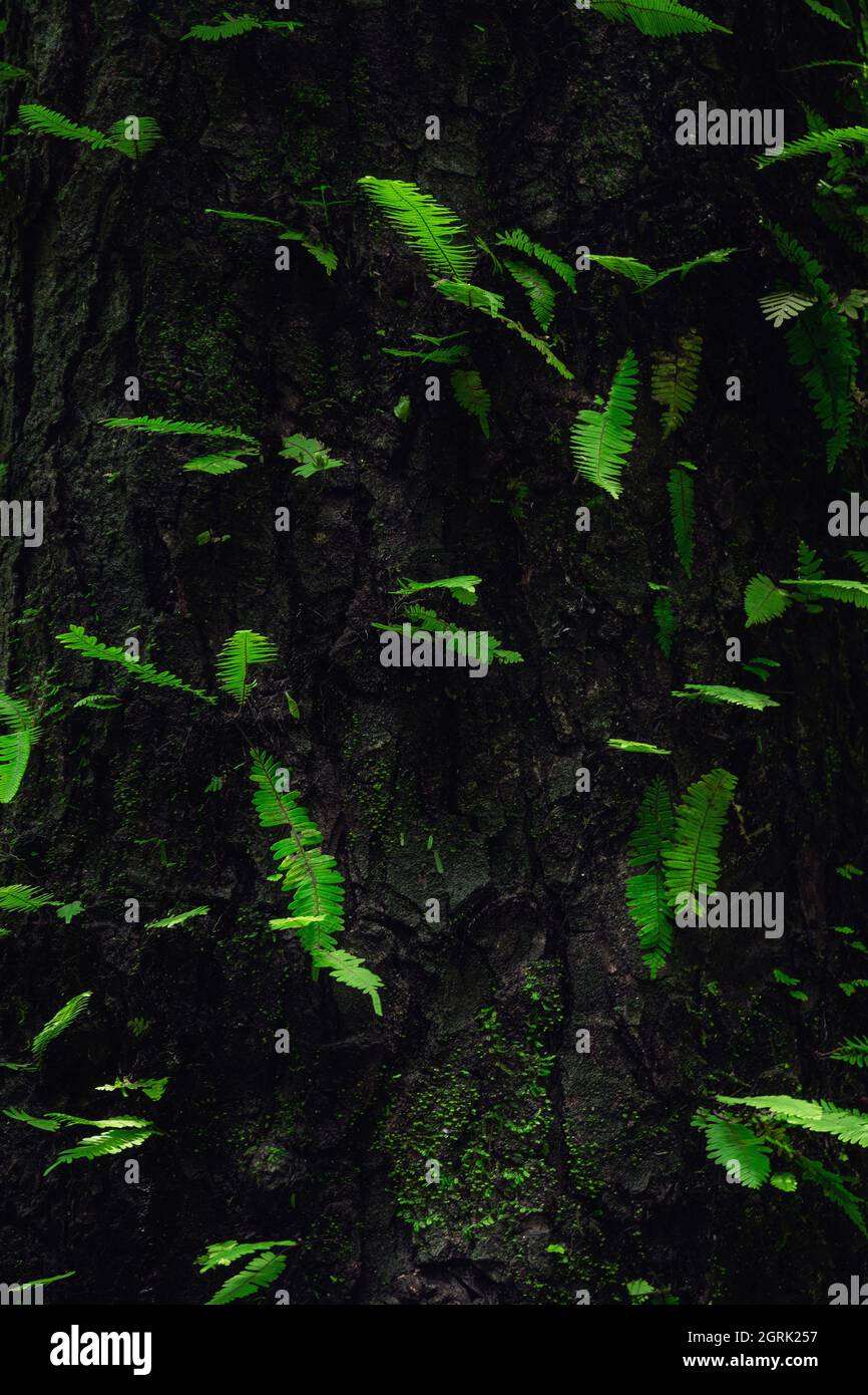 Vertical shot of a tree trunk with green plants and moss on it Stock ...