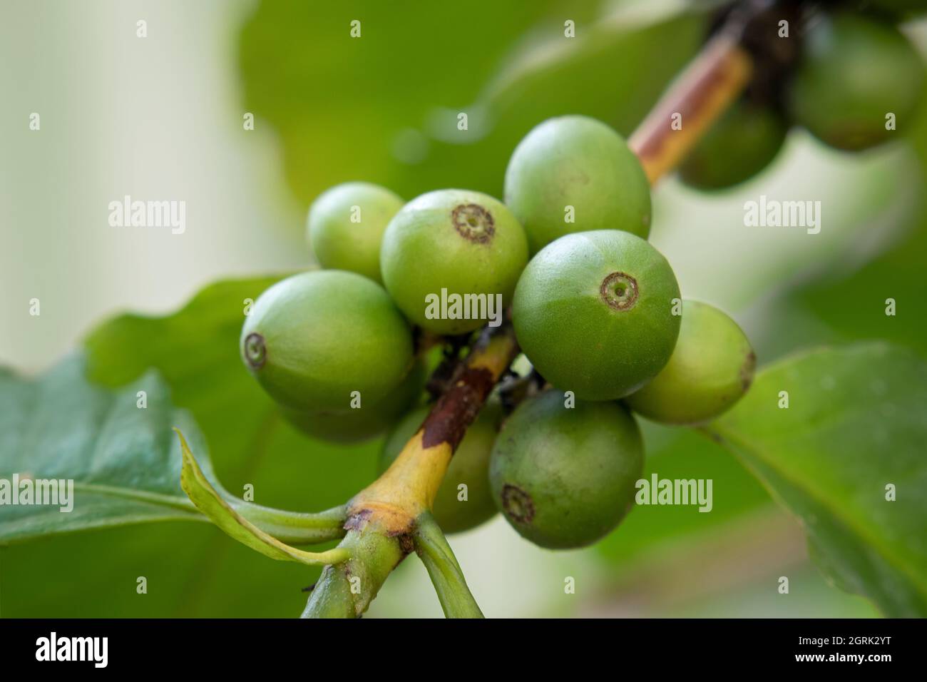 Fresh green unripe coffee beans growing on a plant outdoor close up Stock Photo