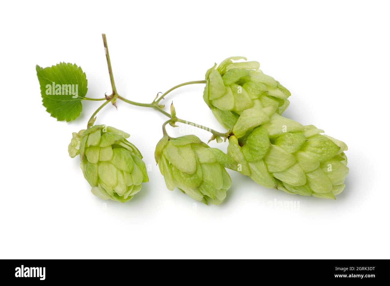 Twig of fresh green common hop isolated on white background close up Stock Photo
