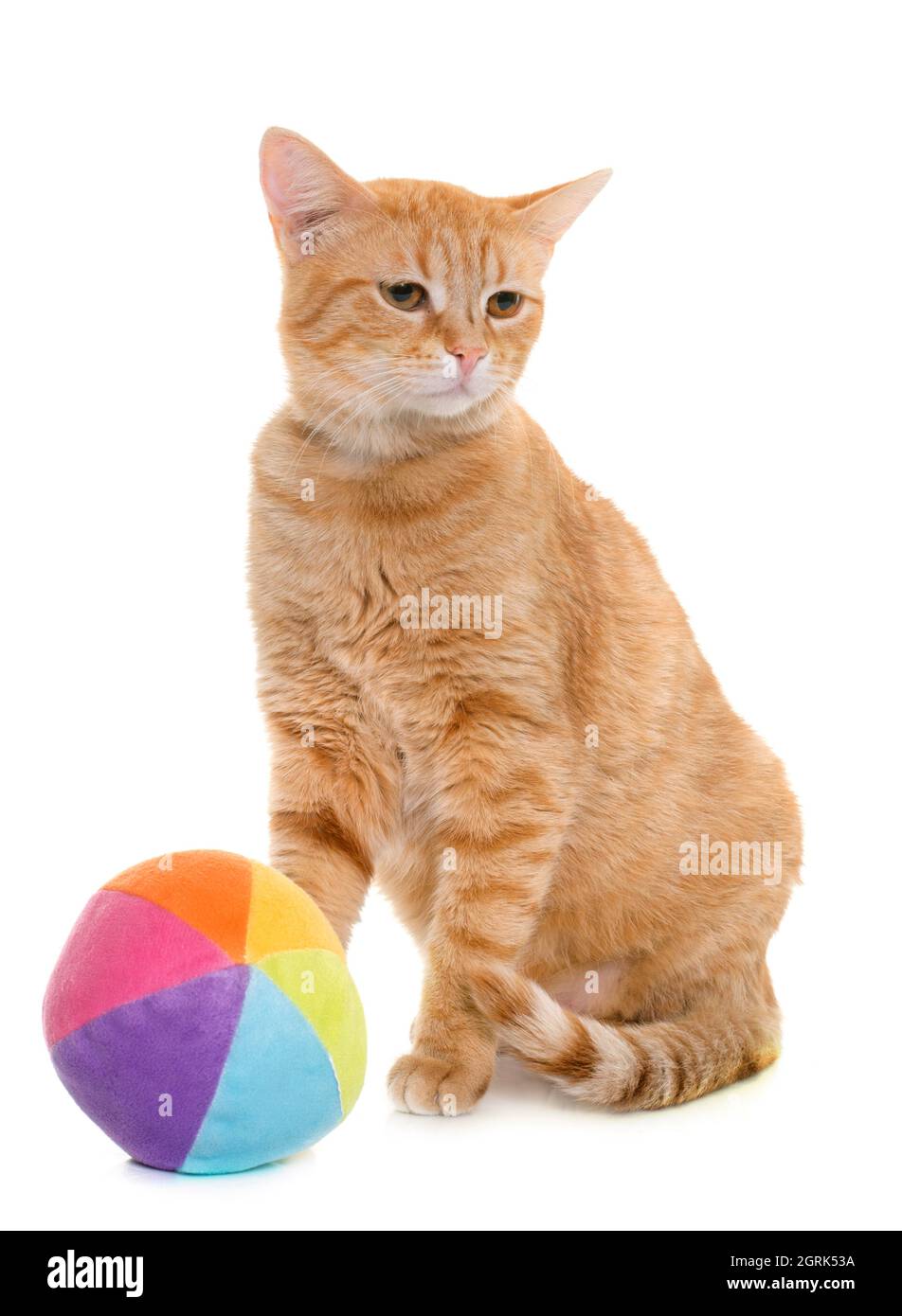 orange cat balls