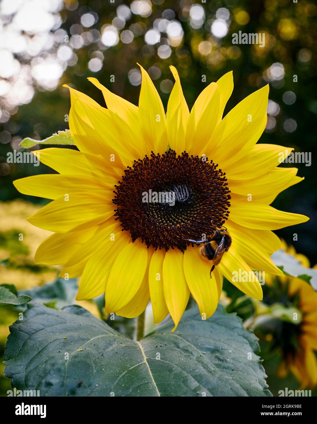 Bee collecting pollen on Sunflower Stock Photo - Alamy