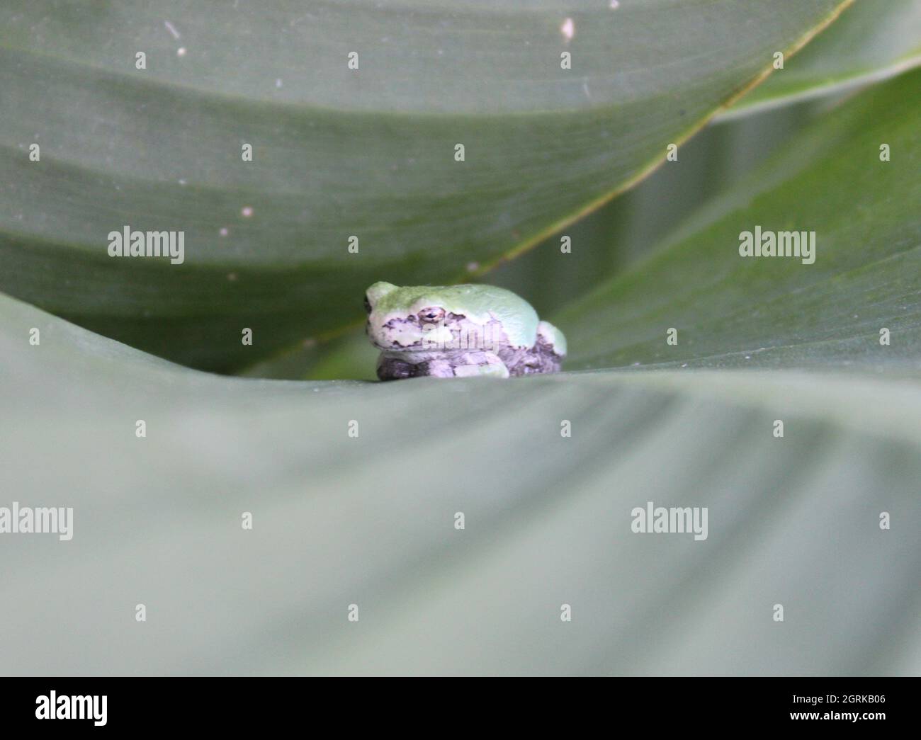 Tiny frog sitting on a leaf. Stock Photo