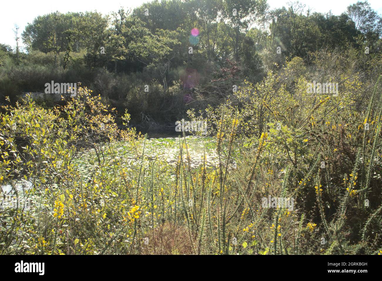 Riverside Vegetation High Resolution Stock Photography and Images - Alamy