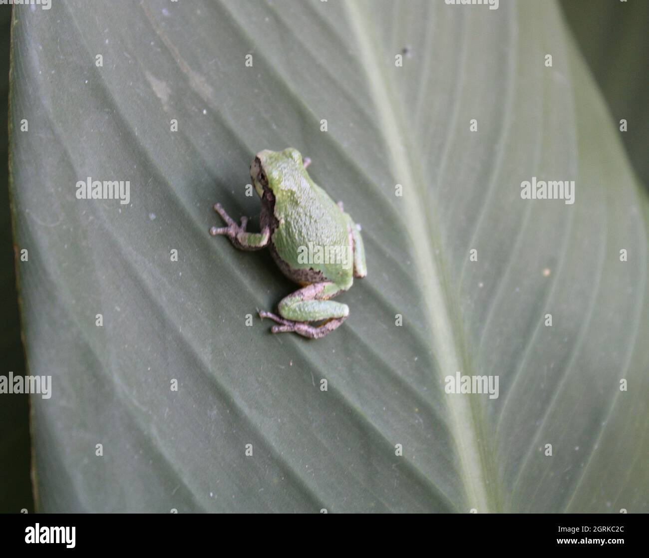 Tiny frog climbing up a leaf. Stock Photo