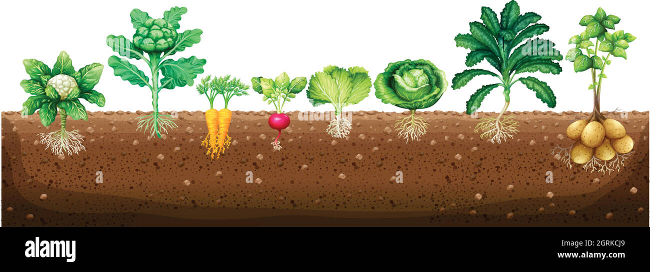 Vegetables growing from underground Stock Vector Image & Art Alamy