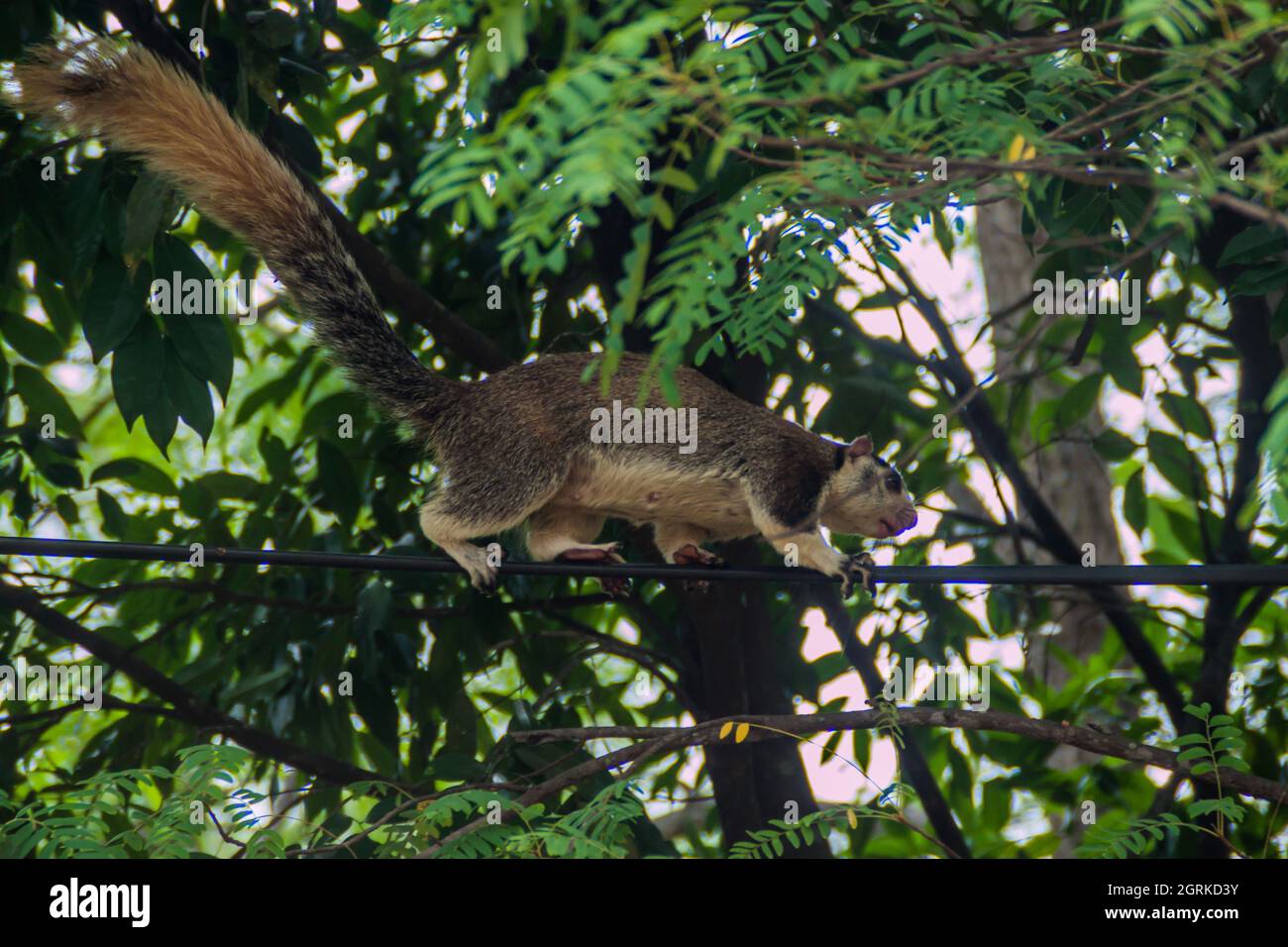 Grizzled giant squirrel Ratufa macroura in Habarana, Sri Lanka Stock Photo