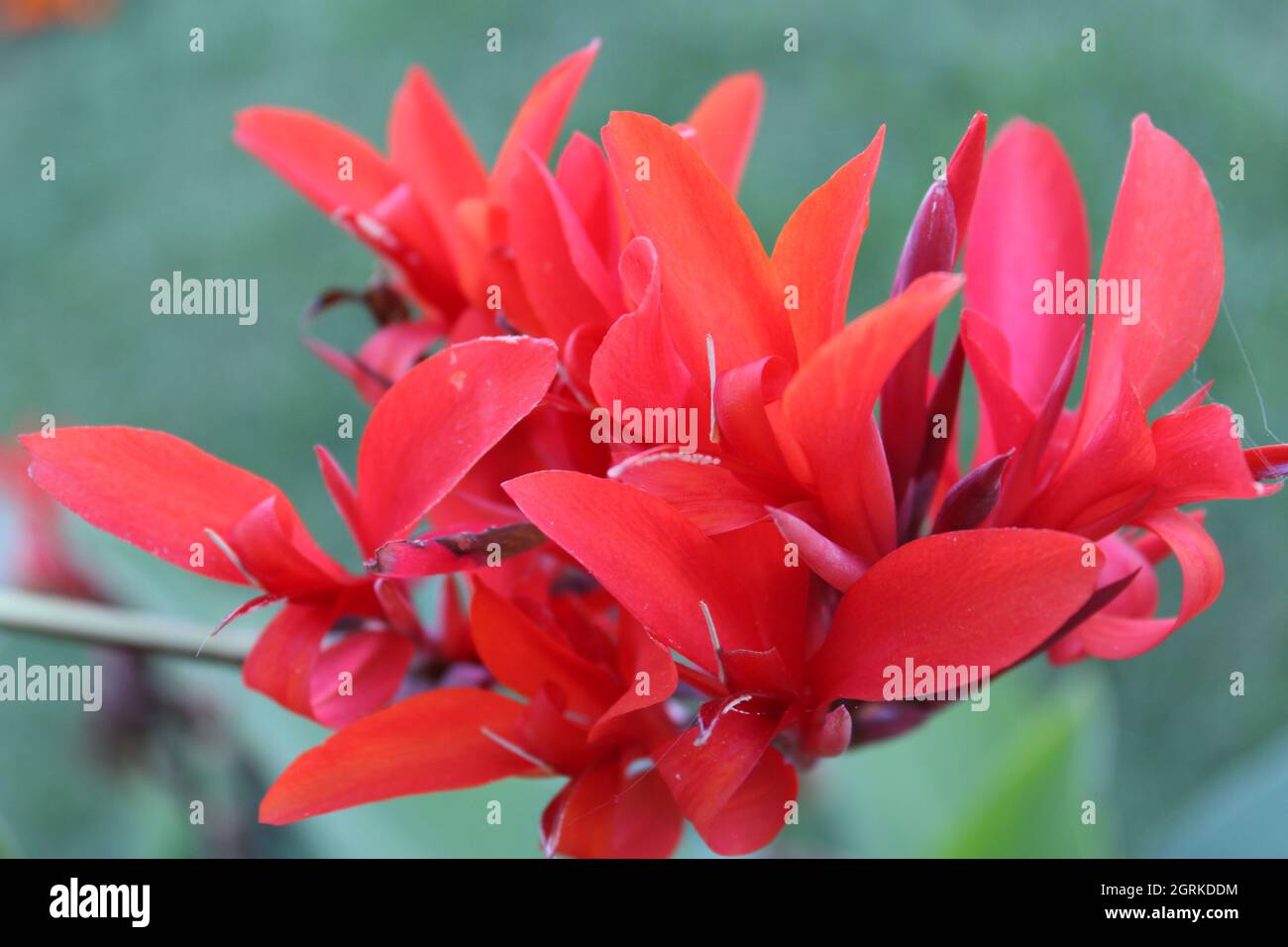 Blooming red cannas lily flower. Stock Photo