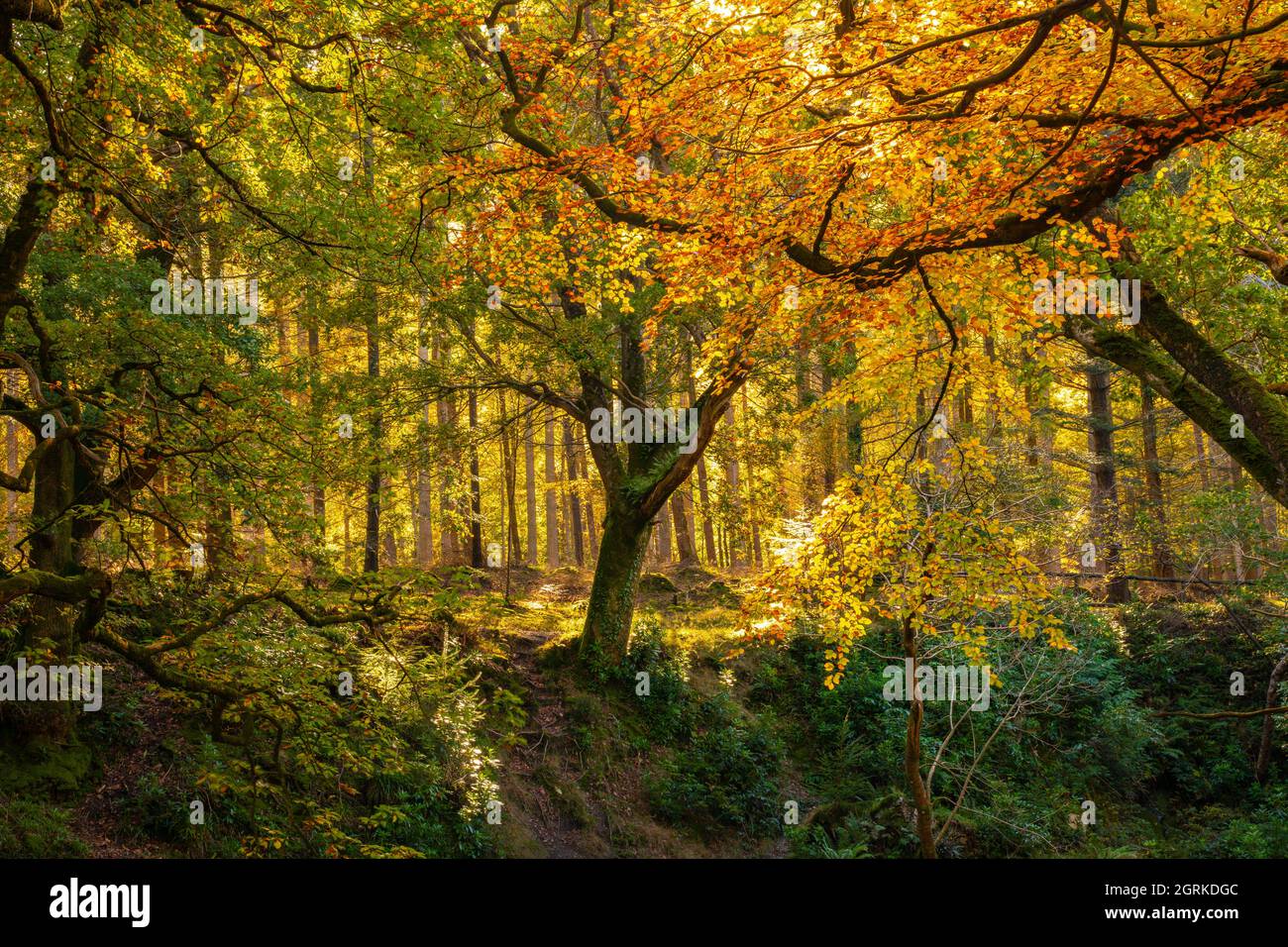 Golden autumn colours at Tollymore Forest Park, Under the Mourne Mountains in Newcastle County Down, Northern Ireland Stock Photo