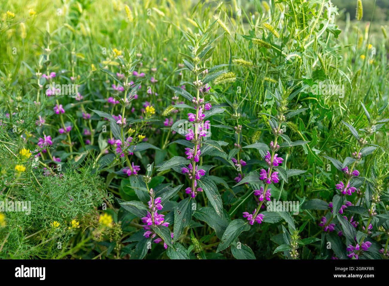 Medicinal plant Zopnik lat. Phlomis tuberosa. Flowering plant in natural  Stock Photo