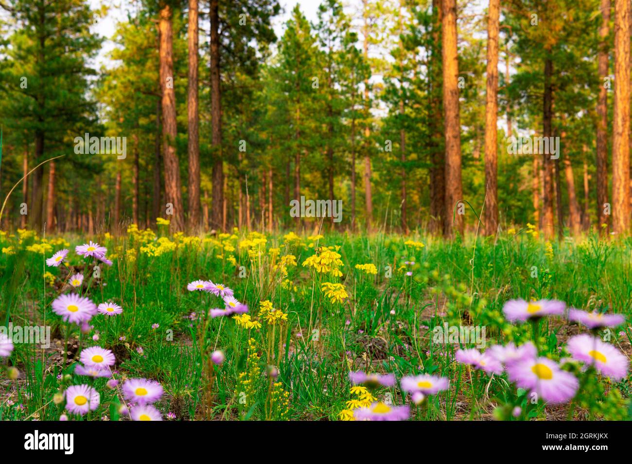 Forest with wildflowers hi-res stock photography and images - Alamy