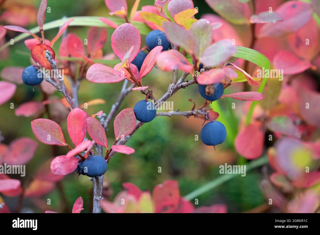 Wild Alaska blueberries hang ripe among the vibrantly colored foliage of autumn. Stock Photo