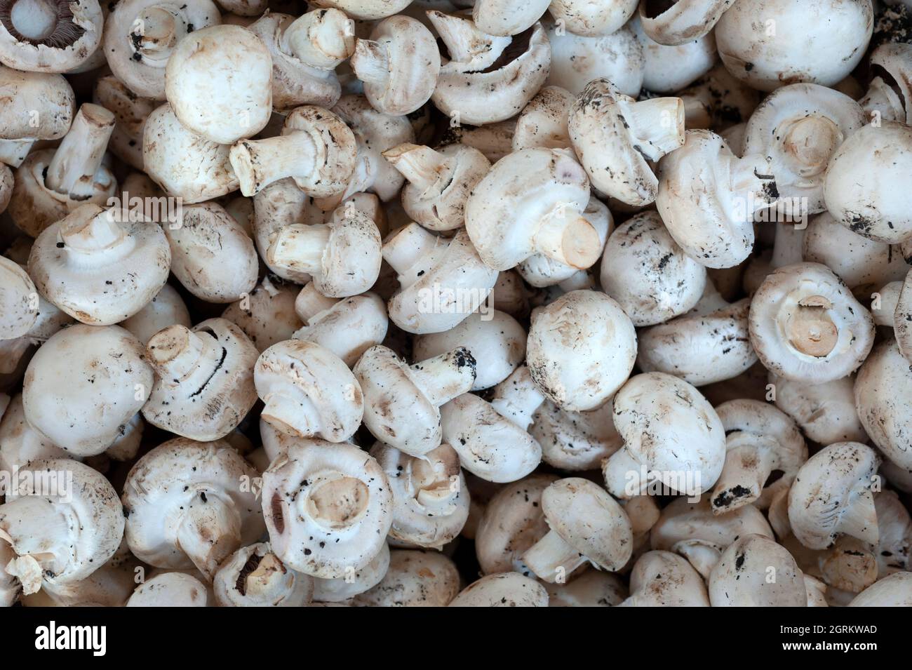 Raw white mushroom. Stock Photo