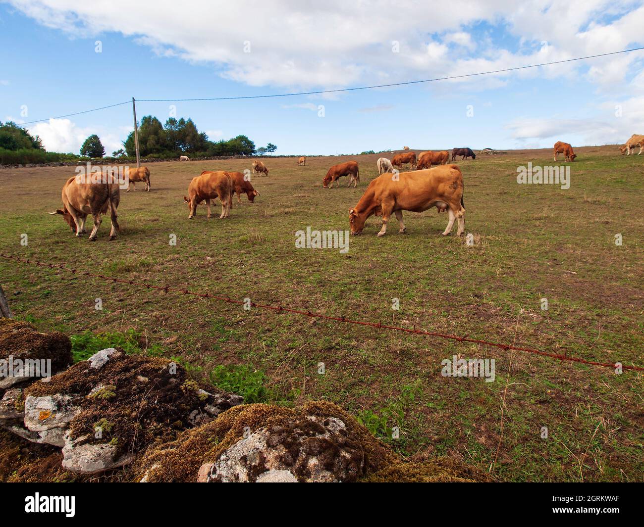 Cows grazing peacefully in a Galician meadow on a blue sky day with clouds. Stock Photo