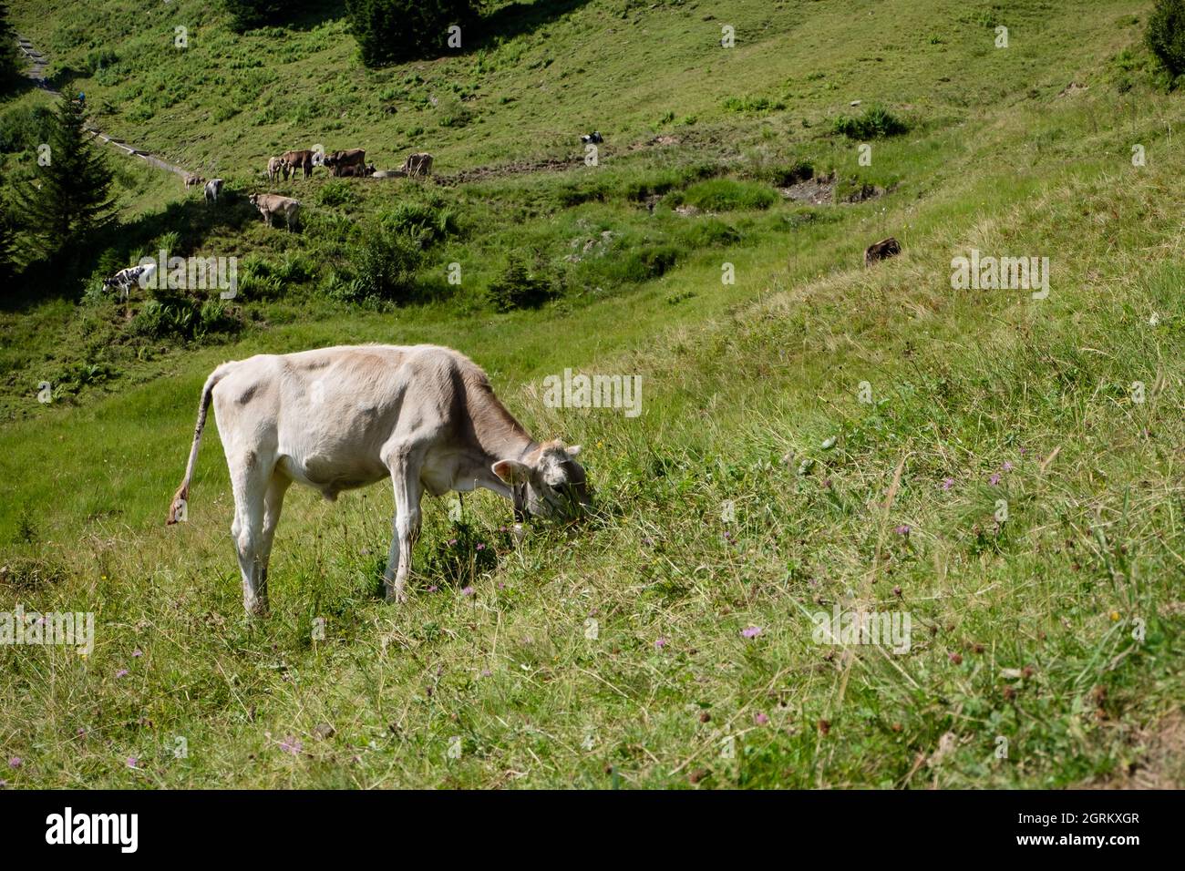 Cow In German Alps Stock Photo
