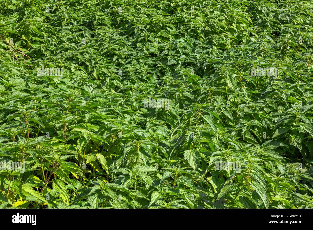 Stinging Nettle Full Frame Overhead background and texture, edgeto