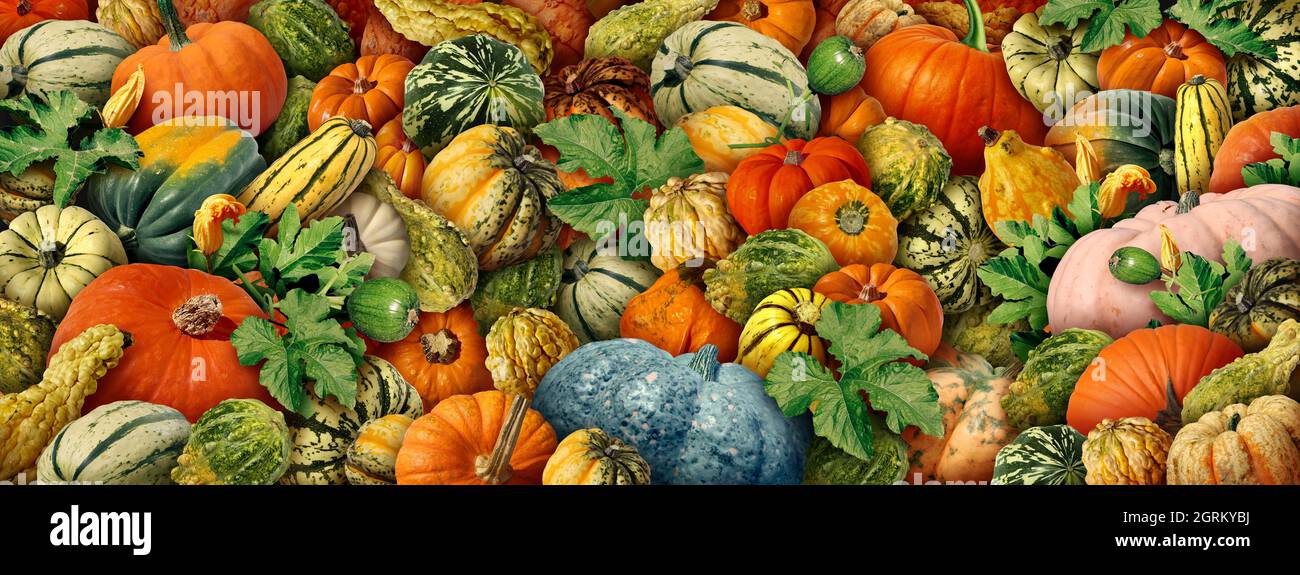 Pumpkin background with fresh harvest farm squash and colorful thanksgiving seasonal autumn squashes and fall pumpkins. Stock Photo