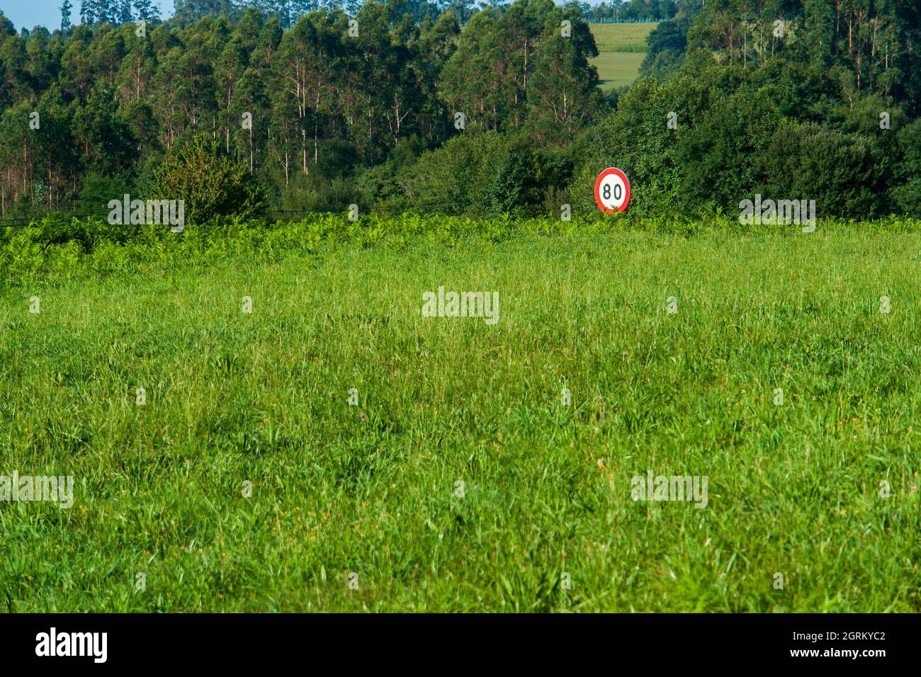 A speed limit traffic sign between green crops Stock Photo