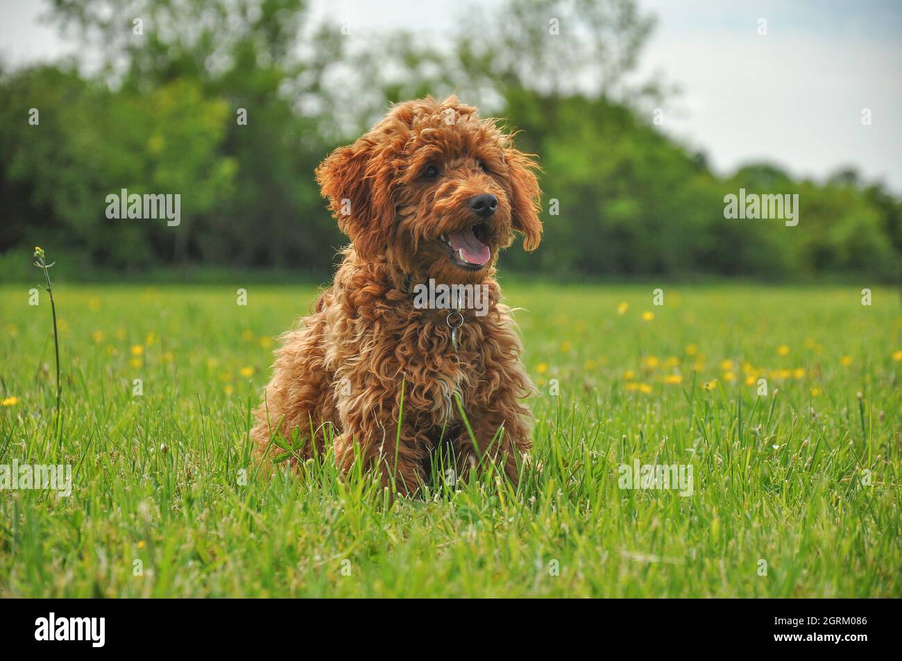 Ginger cockapoo puppy hires stock photography and images Alamy