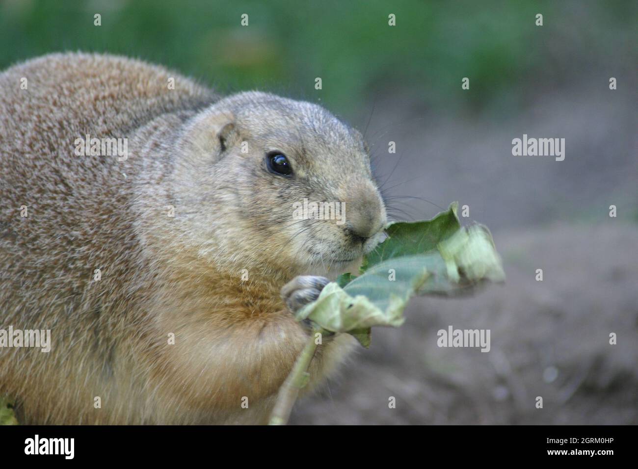 Rabbit eating plant hires stock photography and images Alamy