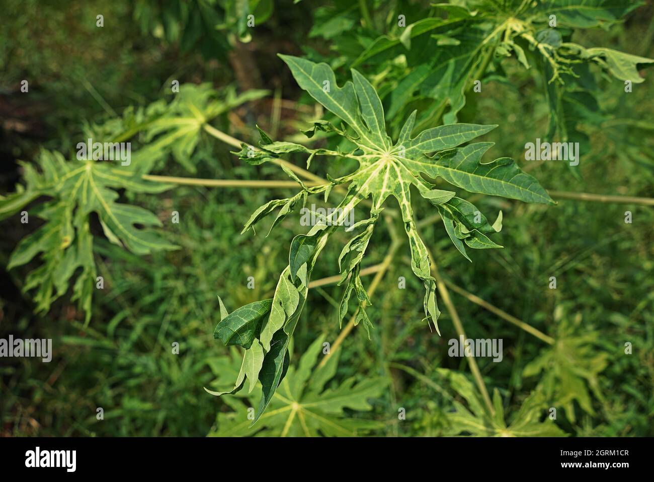 Papaya Infected By Virus Disease, Papaya Ring Spot Virus Stock Photo