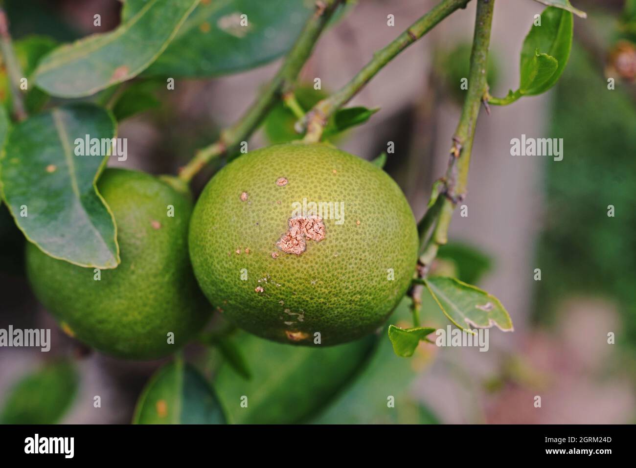 Fruit Canker Disease On Lime Fruit, Bacterial Disease Stock Photo Alamy
