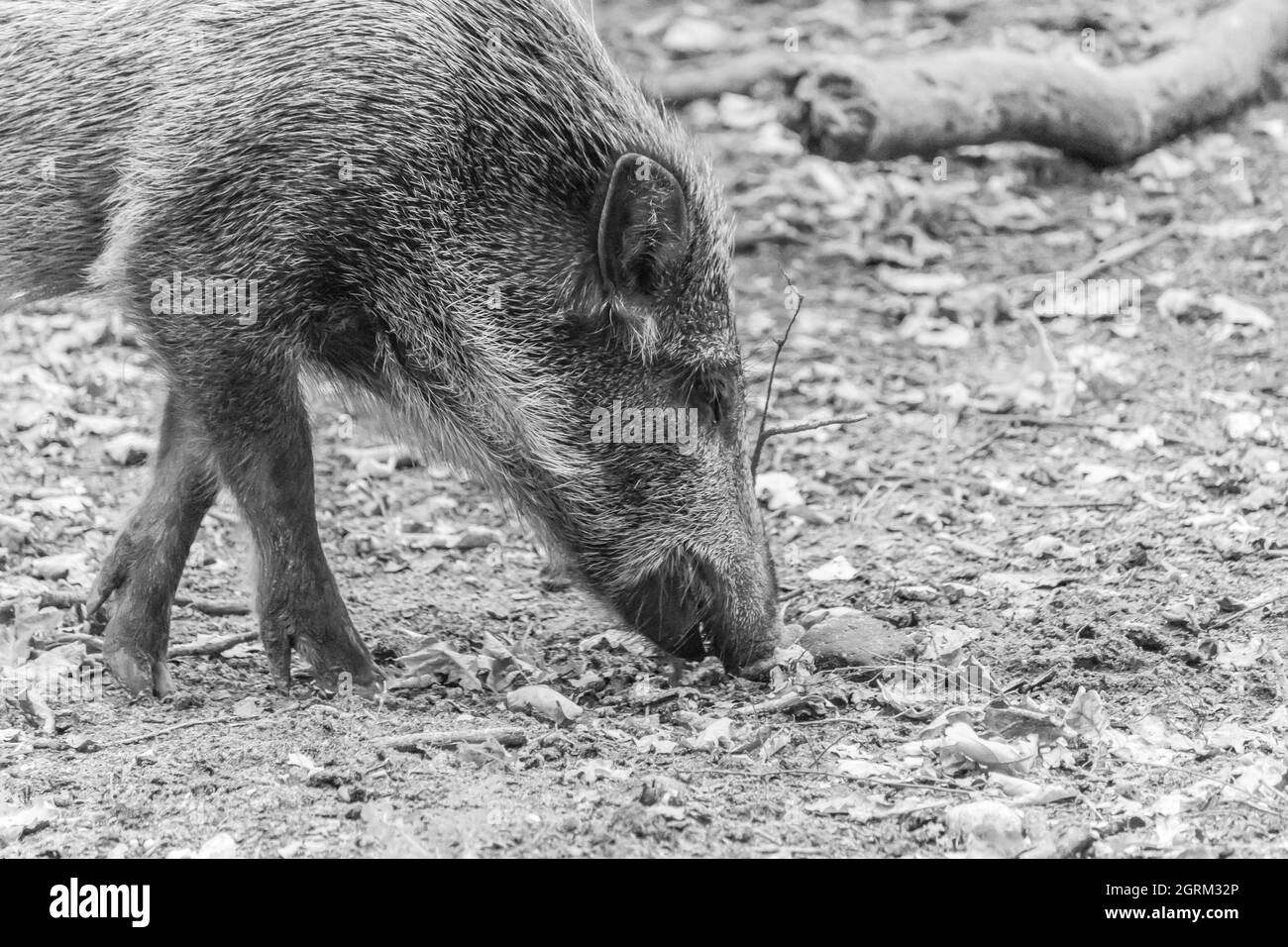 Grayscale shot of wild boar (sus scrofa) in the forest Stock Photo