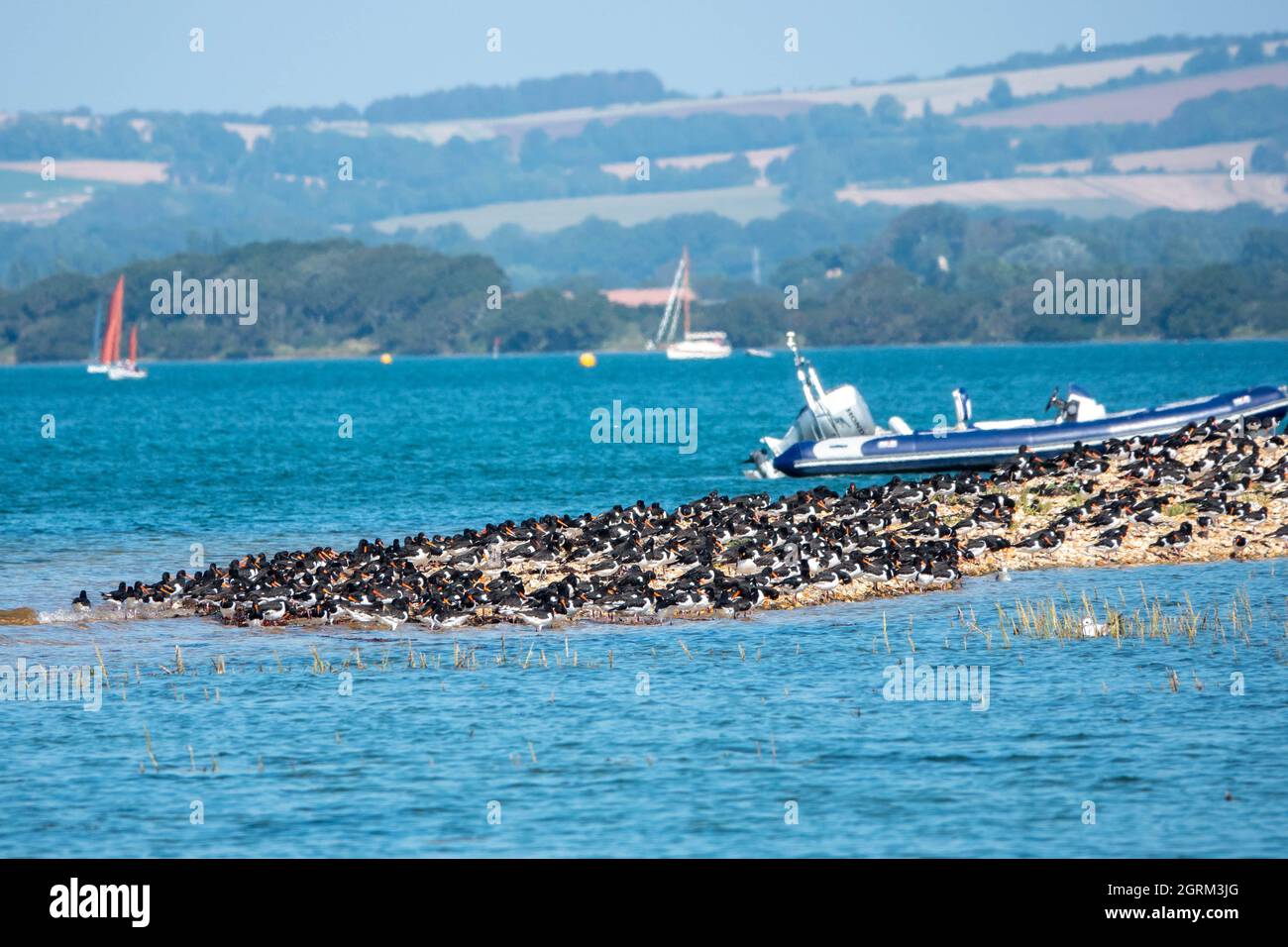 large group of oyster catchers gathered together on an island in the sea Stock Photo