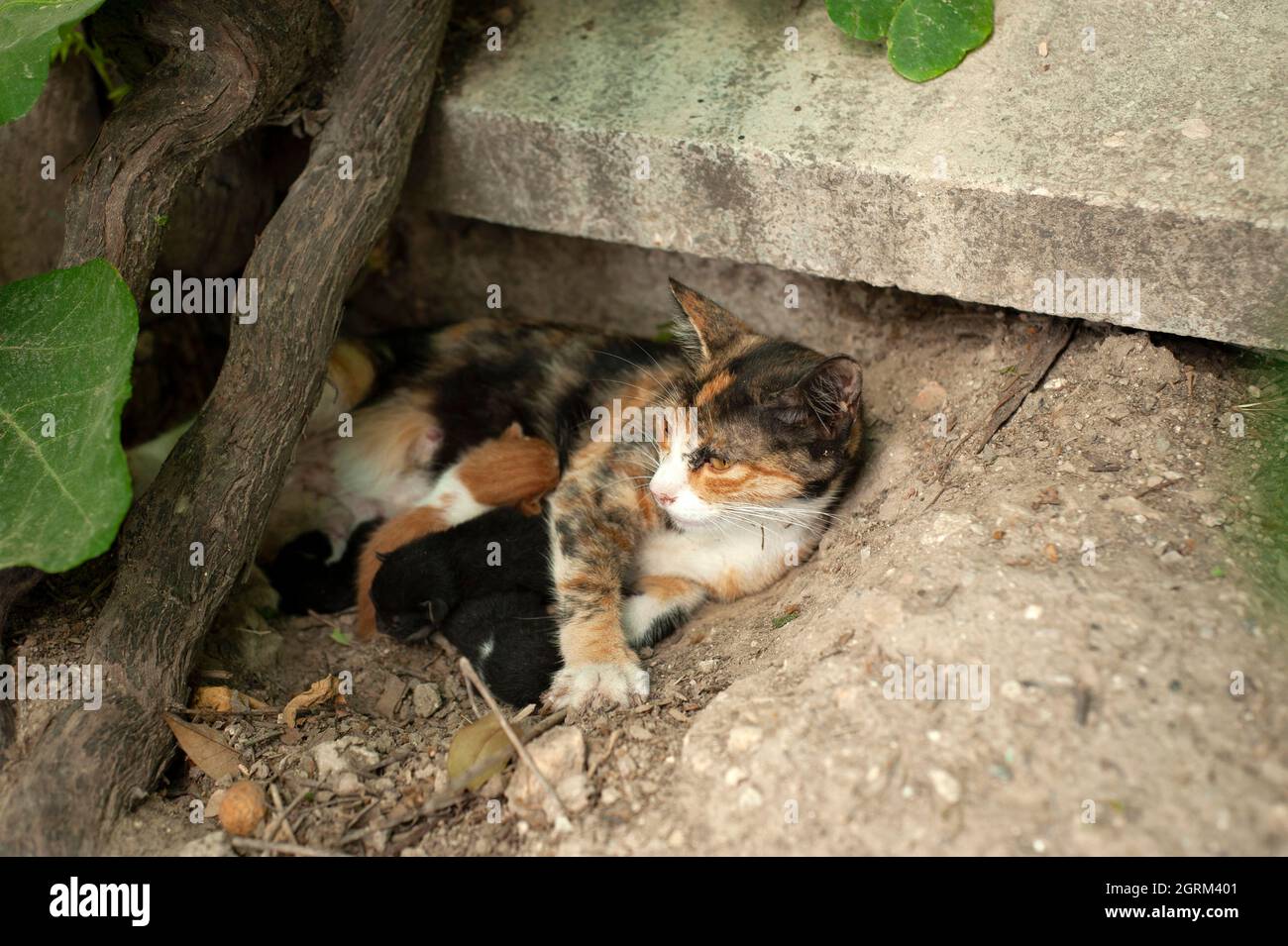 Cat feeding its kittens, mother cat and kittens, newboen kittens, cats