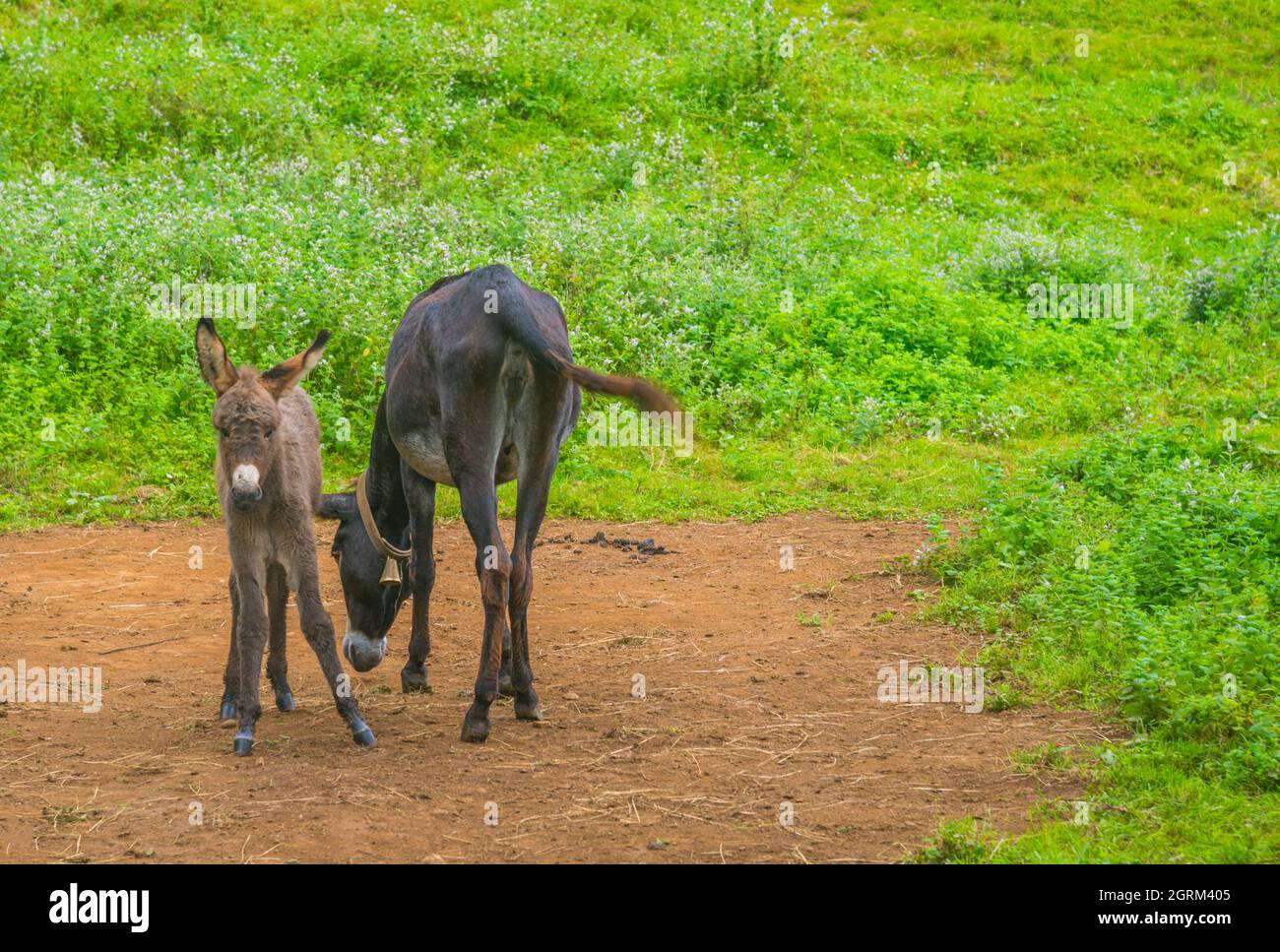 Female donkey with her new-born donkey. Stock Photo