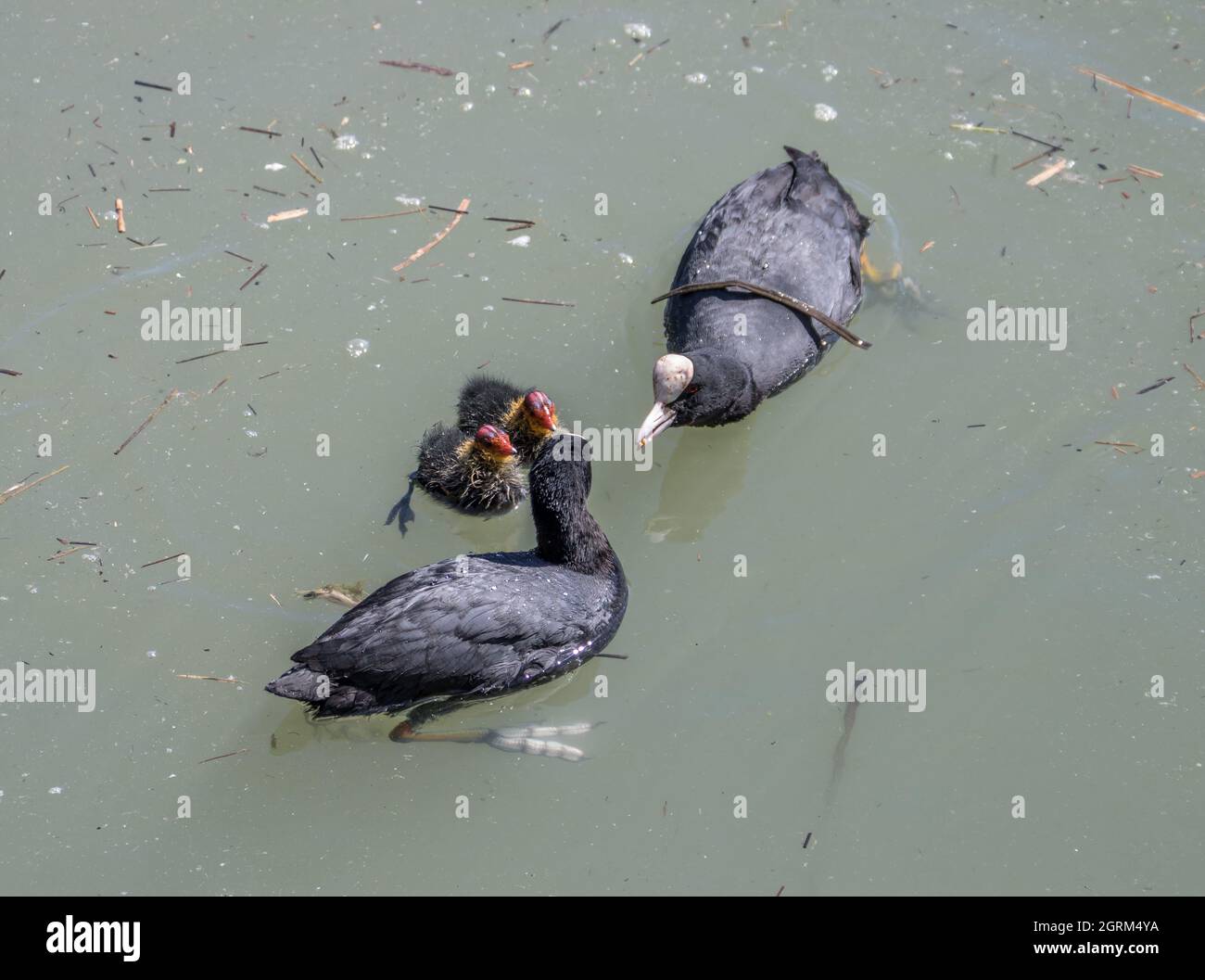 coots feeding their young chicks Stock Photo Alamy