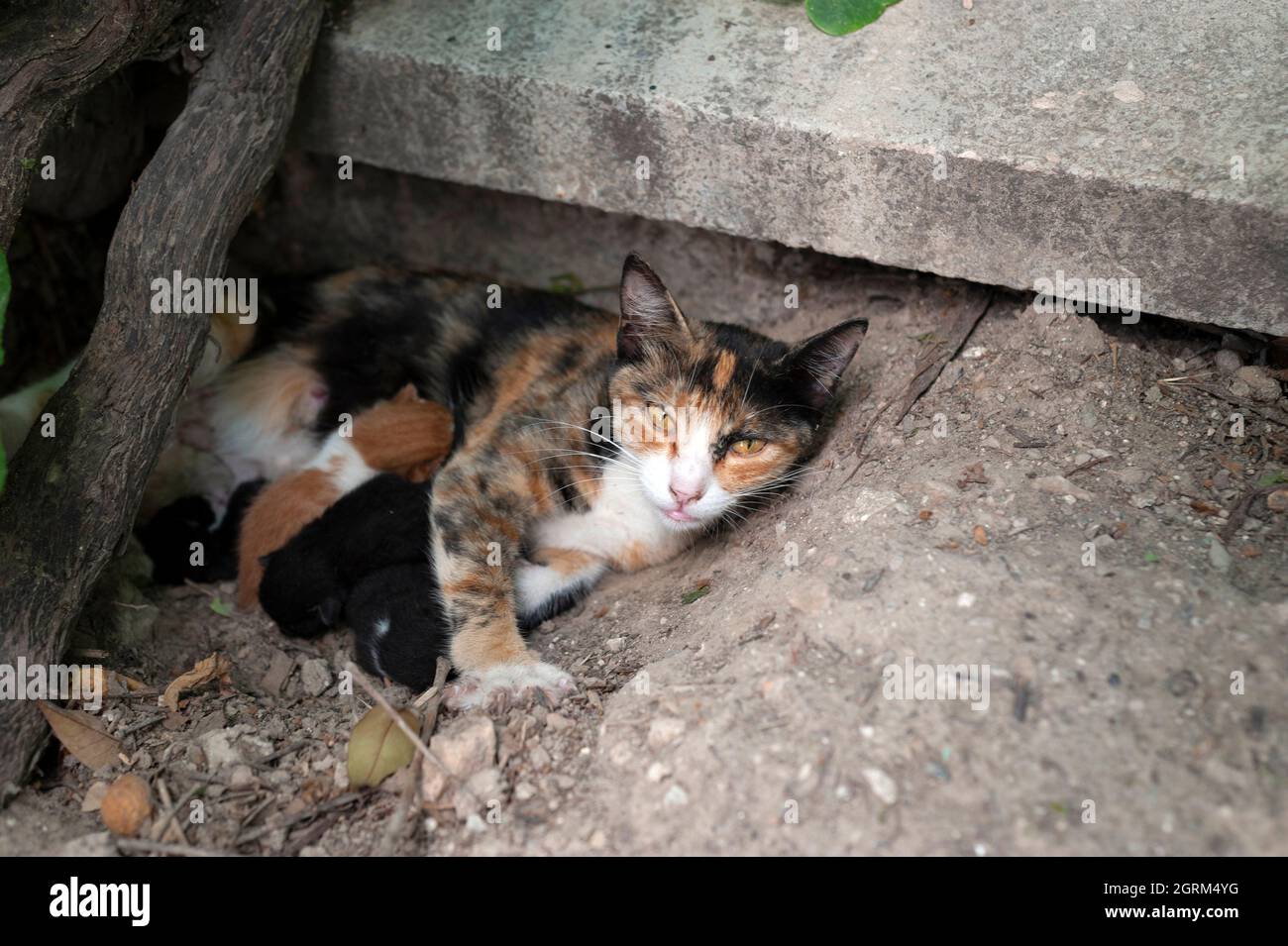 Cat feeding its kittens, mother cat and kittens, newboen kittens, cats