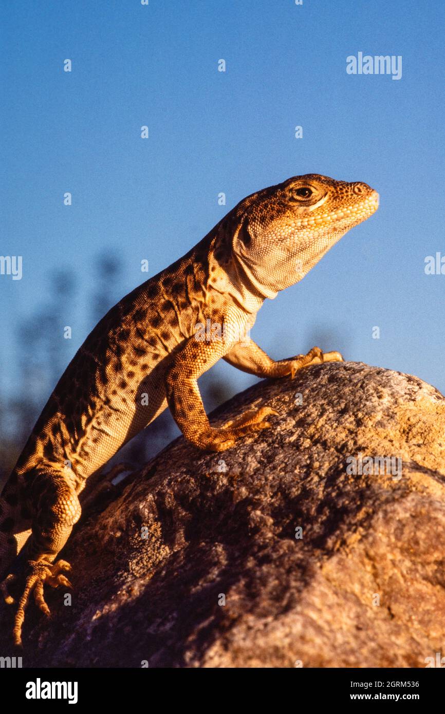 A closeup portrait of a Longnosed Leopard Lizard, Gambelia wislizenii