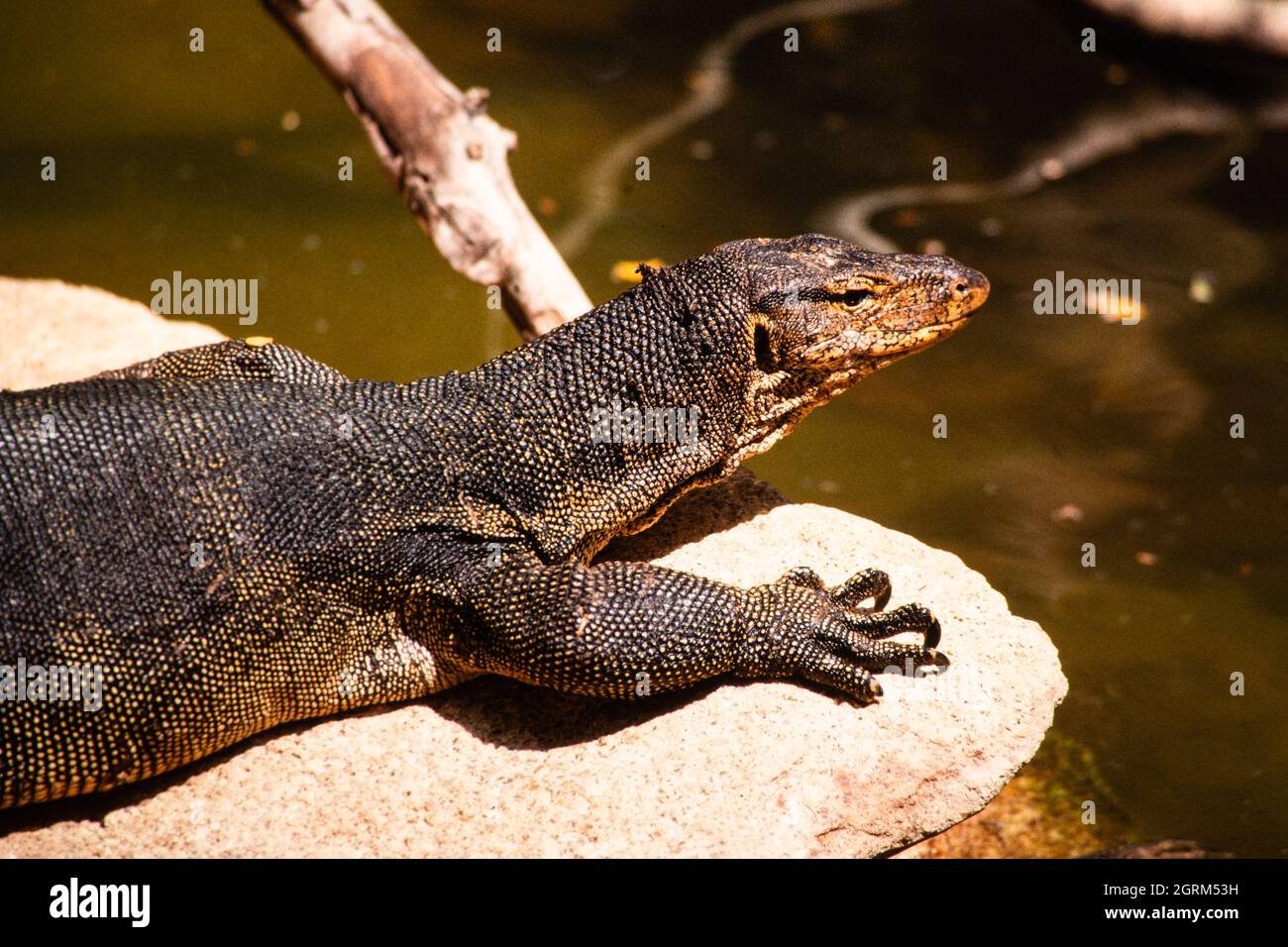 The Asian Water Monitor, Varanus salvator, is a large monitor lizard found in South and Southeast Asia. Stock Photo