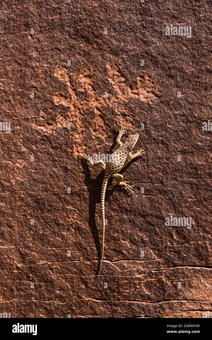 A Long-nosed Leopard Lizard, Gambelia wislizenii, basking on a rock wall near an ancient rock art depiction of a lizard in the desert in Utah, USA.  T Stock Photo