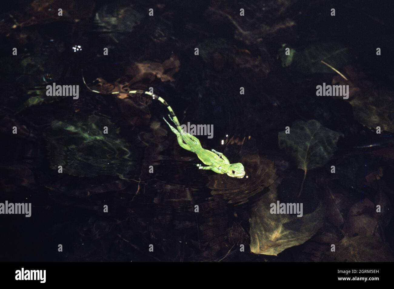 A young Green Iguana, Iguana iguana, swimming in a shallow pool in Panama. Stock Photo