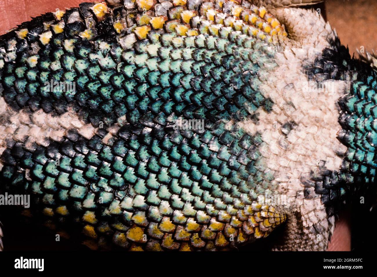 The colorful ventral scales of a male Desert Spiny Lizard, Sceloporus magister, native to the southwestern U.S. & Mexico. Stock Photo