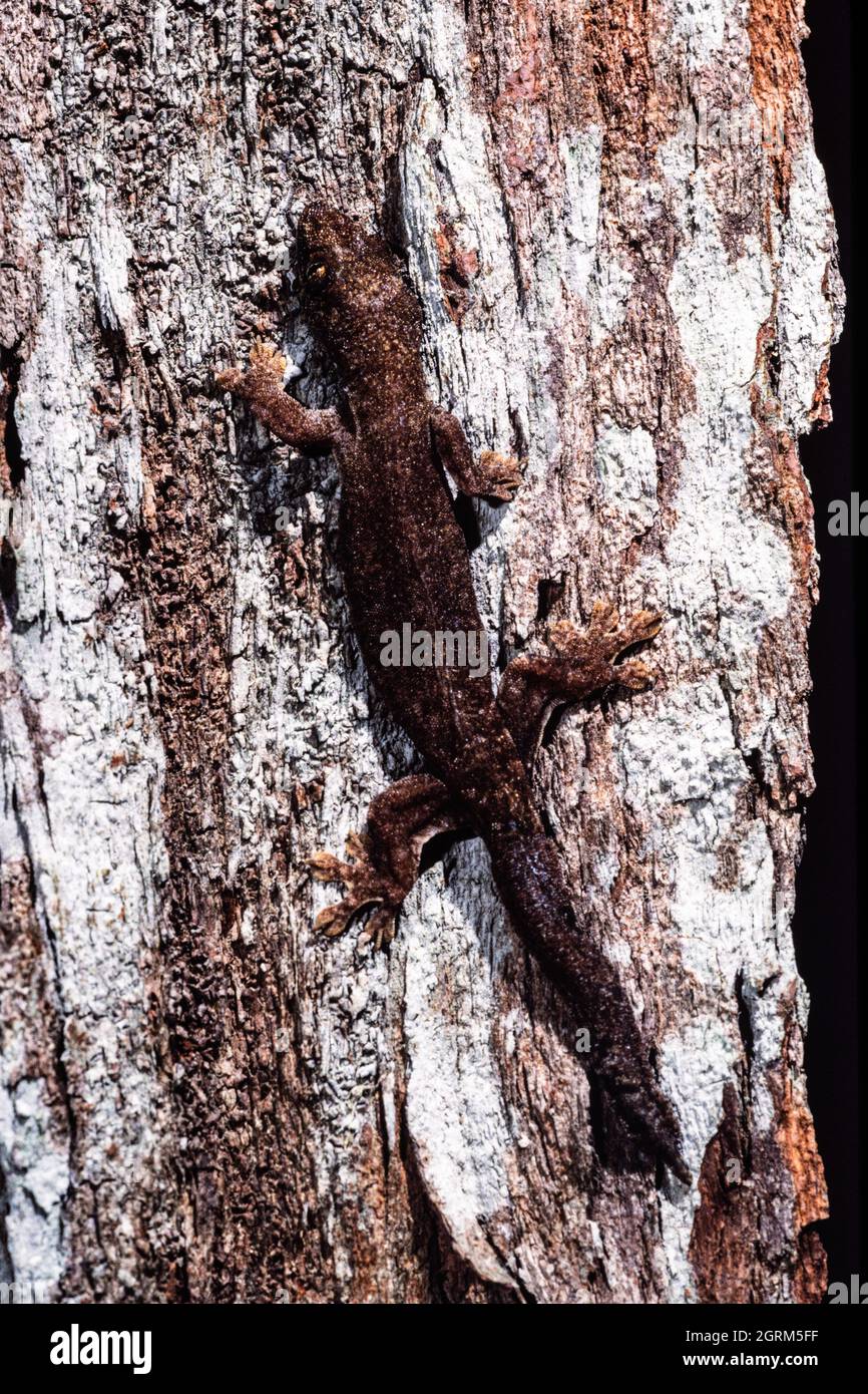 A rare endangered Micronesian Gecko, Perochirus ateles, on Cocos Island, Guam. Stock Photo