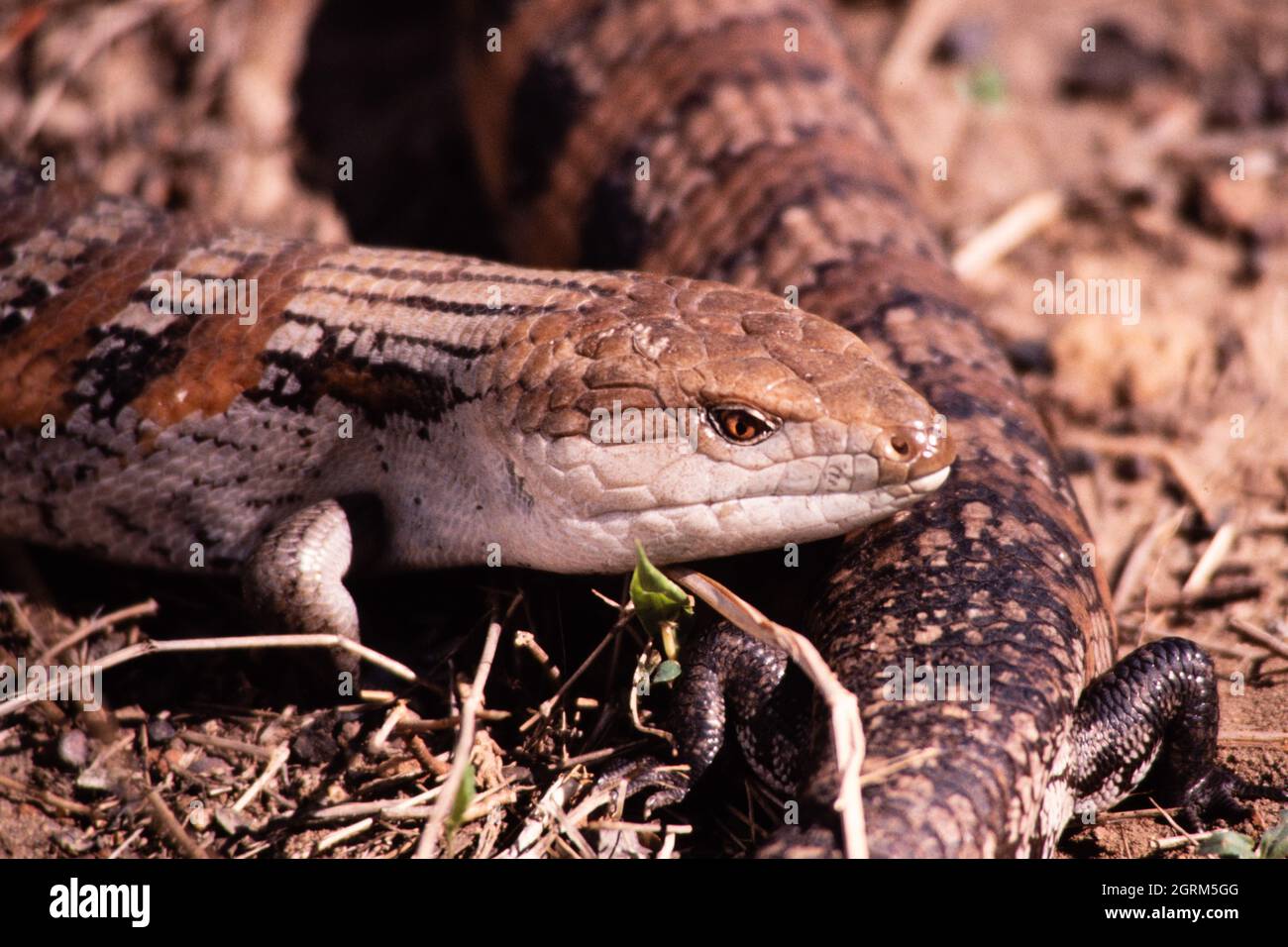 A Northern Blue-tongued Skink, Tiliqua scincoides intermedia, in the Northern Territory, Australia. Stock Photo